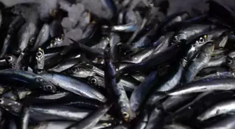 Akçakoca'da Hamsi Sezonu Erken Başladı