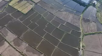 Düzce'de Konuralp Pirinci Üretimi Devlet Desteğiyle Artıyor