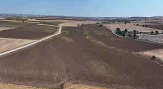 Edirne'de Ayçiçeği Veriminde Düşüş Bekleniyor