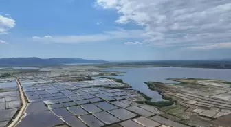 Edirne'de Çeltik Ekim Dönemi Tamamlanıyor