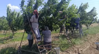 Enez'de Çeribaşı Kirazı Hasadı Başladı