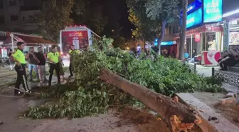Edirne'de Devrilen Ağaç Otomobil ve Minibüse Zarar Verdi