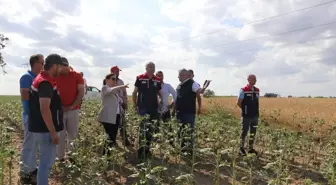 Edirne'de Dolu Tarım Arazilerini Vurdu, Hasar Tespit Çalışmaları Başlatıldı