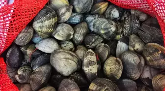 Edirne'de Kaçak Avlanan 650 Kilogram Kum Midyesine El Konuldu