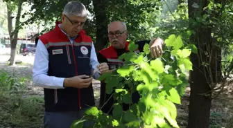 Edirne'de Kahverengi Kokarcayla Mücadele İçin 2 Bin Samuray Arısı Salındı