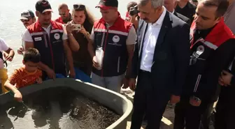 Edirne'de 30 Bin Saçın Yavru Sazan Göl ile Buluştu