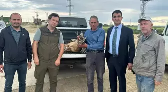 İpsala'da Su Kanalına Düşen Karaca Kurtarıldı