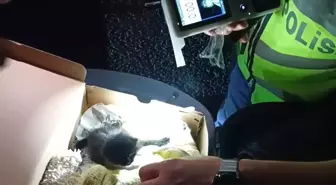 Edirne'de Motosikletten 4 Günlük Yavru Kedi Çıktı