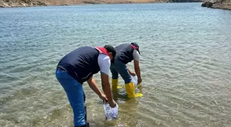Edirne'den Kırklareli'ye 1.8 Milyon Pullu Sazan Yavrusu Bırakıldı