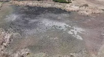 Edirne'deki Gölet Kurudu: Kuraklık Hayvancılığı Etkiliyor