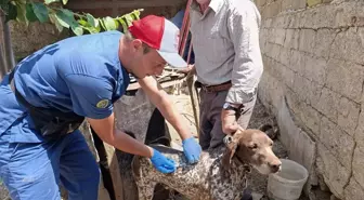 Edirne'de Kedi ve Köpeklere Kuduz Aşısı ve Mikroçip Uygulaması Yapıldı