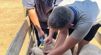 İpsala'da Gezginci Arıcılara Kovan Sayımı ve Küpeleme Çalışmaları Tamamlandı