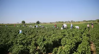 Edirne'de Karaağaç Acı Biberi Hasadı Başladı