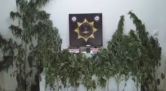 Edremit'te Uyuşturucu Operasyonu: 1 Gözaltı