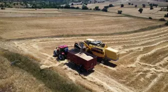 Karabük'te Hububat Hasadı Başladı