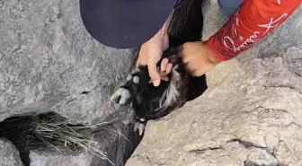 Elazığ'da Balıkçılar, Kayalıklara Sıkışan Keçi Yavrusunu Kurtardı