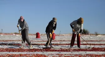 Elazığ'da Domates İhracatı Artıyor