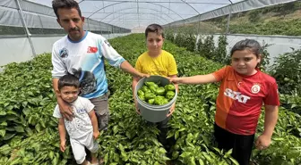Keban Biberinin Hasadı Başladı