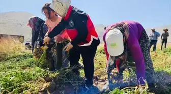 Elmalı'da Sarımsak Hasadı Başladı