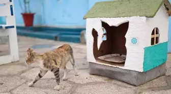 Emine Erdoğan'ın Sıfır Atık Girişimi, Senegal'de kedi evlerine ilham oldu