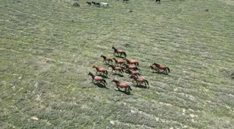 Yılkı Atları Emirdağ Yaylalarında Havadan Görüntülendi
