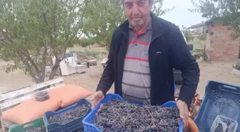 Emekli Veteriner Hekim, Enez'de Aronya Üretimiyle Girişimci Oldu