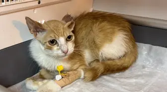 Zonguldak'ta Sahipsiz Kedi Hayata Döndü