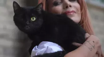 Zeytin Adım Adım İyileşiyor