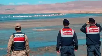 Van'da Flamingoların Korunması İçin Jandarma Çalışmaları