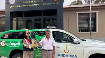 Erzincan'da Yavru Şahin Koruma Altına Alındı