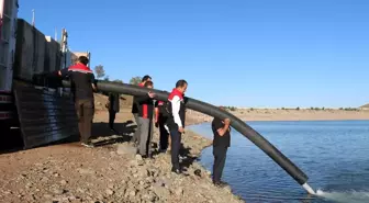 Erzincan'da 200 Bin Sazan Yavrusu Su Kaynaklarına Bırakıldı