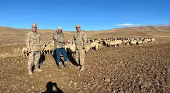 Erzincan'da 300 Koyun İHA Desteğiyle Bulundu