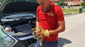 Erzincan'da Otomobilin Motoruna Sıkışan İki Kedi Yavrusu Kurtarıldı
