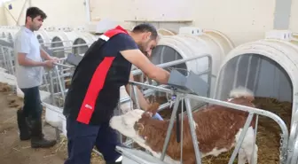 Erzincan'da Şap Hastalığıyla Mücadele İçin Yoğun Aşı Programı Uygulanıyor