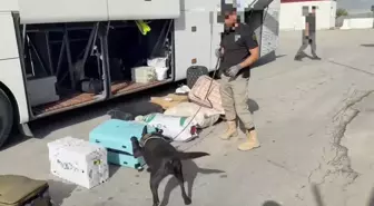Erzincan Merkezli Uyuşturucu Operasyonunda 20 Kilo Skunk Ele Ge geçirildi