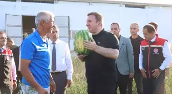 Erzincan'da Genç Çiftçinin Karpuz Hasadına Vali Aydoğdu Katıldı