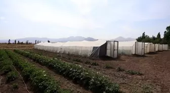 Erzurum'da Yeni Yerli Patates Tohumları Geliştirildi