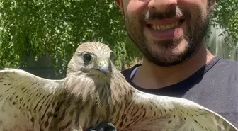 Bitkin Kerkenez Doğaya Kavuştu