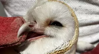 Erzurum'da Bitkin Halde Bulunan Peçeli Baykuş Doğaya Bırakıldı