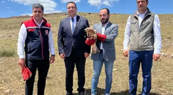Yaralı Şahin Doğaya Kavuştu