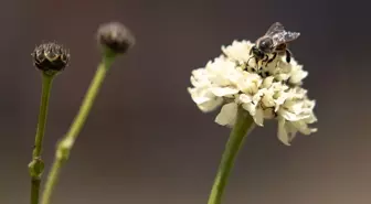 Erzurum Yaylaları, Gezgin Arıcıların Cazibe Merkezi Oluyor