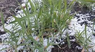 Erzurum ve Ardahan'da Dolu ile Sağanak Yağışlar Etkili Oldu