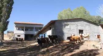 Eski Hükümlü Oğuz Abbas'tan Hayvancılık Başarısı
