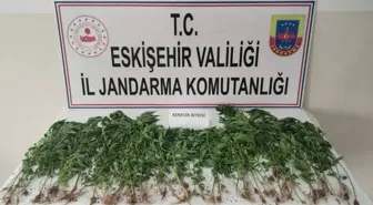 Eskişehir'de Uyuşturucu Operasyonu: 120 Kök Hint Keneviri Ele Geçirildi