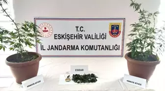 Eskişehir'de Balkonunda Hint Keneviri Yetiştiren Zanlı Gözaltına Alındı