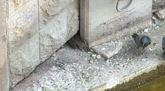 Eskişehir'de Porsuk Çayı Kenarında Fareler Rahatsız Ediyor