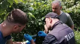 Giresun'da Samuray Arıları Doğaya Salındı