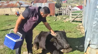 Espiye'de Şap Aşısı ve Küpeleme Çalışmaları Gerçekleştirildi