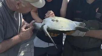 Fethiye'de İtfaiye Ekipleri Caretta Caretta'yı Kurtardı
