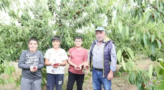 Sivas'ta Kiraz Hasadı Sevinci